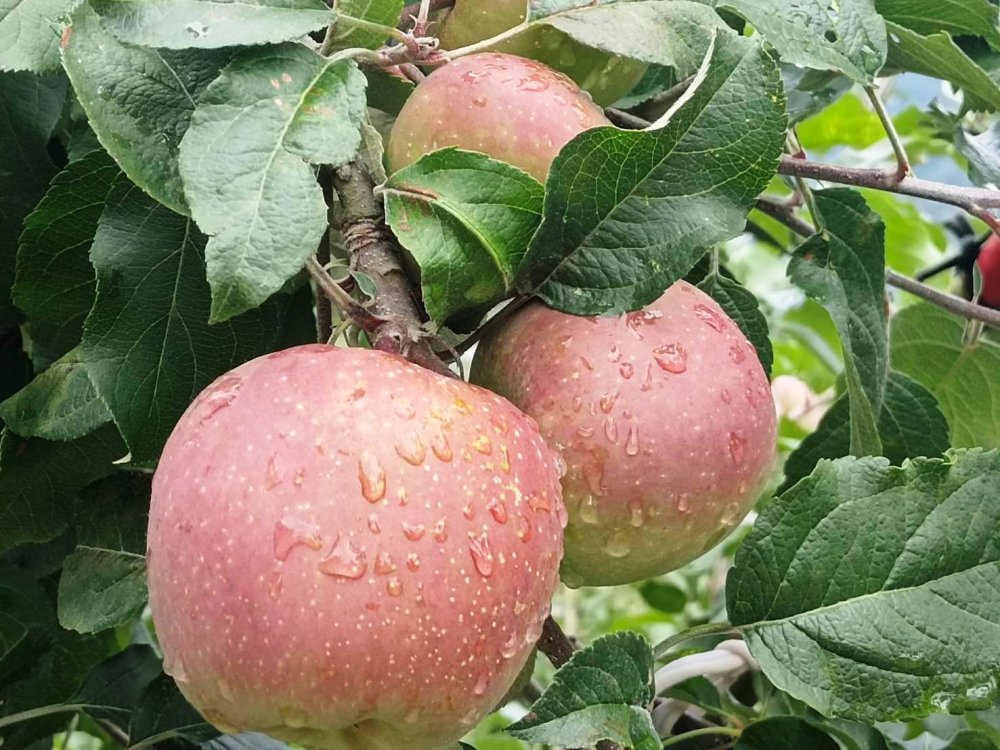 清境農場+福壽山農場+梨山 2天1夜